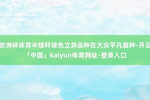 欧洲杯体育半矮秆绿色立异品种在大众平凡栽种-开云「中国」kaiyun体育网址-登录入口